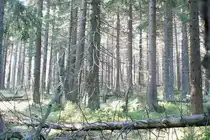 Blick vom  Urwaldsteig  am 24.09.2011 in den Brockenwald mit z.T. mehrere Jahrhunderte alten B�umen