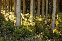 Waldst�ck in M�nstetten
24.09.2011