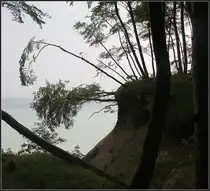 Abwärtsdrehung - 

Wie lange sich diese Bäume oberhalb der Steilküste an dieser Stelle noch behauptben können? Am Hochuferweg der Kreidefelsen auf der Halbinsel Jasmund auf Rügen. 

24.08.2011 (M)