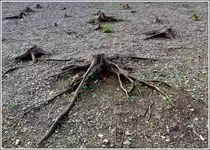 - Wassermangel - Wegen der tiefen Pegels des Stausees der Obersauer sind Bilder, wie dieses m�glich. Normalerweise liegt diese skurile Landschaft in der N�he von Baschleiden unter Wasser. 30.11.2011 (Hans) 