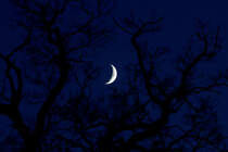 Zunehmender Mond zwischen Eichenzweigen - 29.11.2011