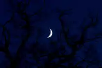 Zunehmender Mond zwischen Eichenzweigen - 29.11.2011