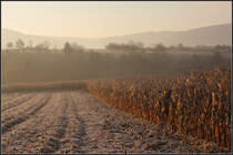 Novembermorgen im Remstal - 

Aufgenommen zwischen Kernen-Rommelshausen und Weinstadt-Endersbach. 

14.11.2011 (M)