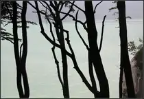 Buchen vor der Ostsee - 

An Rügens Kreideküste nördlich von Sassnitz, 

24.08.2011 (M)