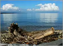 Badeg�ste gibt es keine mehr, daf�r hat das angeschwemmtes Holz ungest�rt Platz.
(20.09.2011)