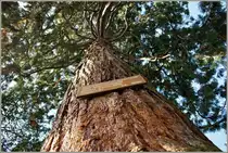 Diesen Mammutbaum findet man in Nonnenhorn,am Bodensee.Seine Heimat ist urspr�nglich Kalifornien, gepflanzt wurde er ca.1880.
(21.09.2011)