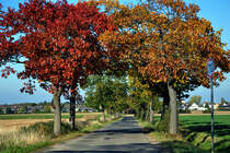 Herbstalle-Bume bei Euskirchen - 22.10.2011