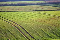 Mildes Licht, mildes Gr�n, Felder im Herbstdunst bei Euskirchen - 14.11.2011