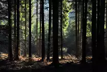 Wald-Licht-Stimmung - im Eifelwald bei Bad M�nstereifel - 14.11.2011