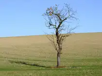 Einsam wirft der alte Apfelbaum seinen Schatten auf das herbstliche Feld;111113