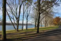 Blick durch die Rheinaub�ume bei Oberdollendorf in Richtung Bonn mit dem Posttower im Sonnenlicht - 25.11.2011