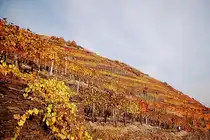 Blick in die Weing�rten am Rotweinwanderweg im herrliche Ahrtal, diesen Anblick genoss ich bei einer Wanderung am fr�hen Morgen des 6.November 2011.