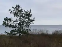 Nadelbaum auf der D�ne - Neu Mukran, 30.12.2011