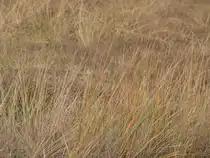 D�ne im Winter - Prora, 30.12.2011