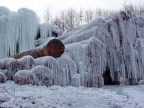  Spielverderber , alle Rundholzst�mme sind mit Eiszapfen �berzogen, nur einer trotzt diesem Schauspiel;120204
