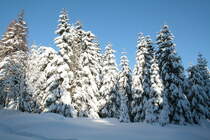 Winterlicher Zauberwald der Achtermannsh�he im Nationalpark Harz; Blick von einem Wanderweg, der von K�nigskrug herauf auf den Berg f�hrt, am Nachmittag des 05.02.2012: Kranke, sterbende und noch gesunde Fichten, dazwischen einzelne Ebereschen unter dickem, in der Sonne glitzerndem Schnee - Urwald im Werden auf der Achtermannsh�he...