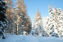 Winterlicher Zauberwald der Achtermannsh�he; Blick von einem Wanderweg im Nationalpark Harz, der von K�nigskrug aus herauf auf den Berg f�hrt, am Nachmittag des 05.02.2012: Der Wald der Achtermannsh�he befindet sich im Umbau, absterbende B�ume stehen zwischen noch gesunden und jungem Nachwuchs. Unter dickem, in der Sonne glitzerndem Schnee und Eis ist eine Art  M�rchenwald  entstanden, wundersch�n... 