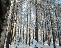 Winterlicher Zauberwald der Achtermannsh�he im  Nationalpark Harz; Aufnahme vom Nachmittag des 05.02.2012: ein sterbendes Waldgebiet, ehemals Fichtenmonokultur, in anderen Jahreszeiten wie eine Art  Gespensterwald  anmutend, ist unter dickem, in der Sonne glitzerndem Schnee zu einem M�rchenwald geworden... Am Boden ist schon der junge Nachwuchs zu sehen...