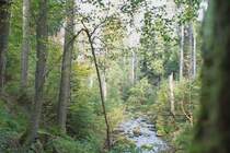 Im wilden Bodetal bei Braunlage; Blick am Morgen des 29.09.2012 vom Wanderweg entlang der Gro�en Bode auf das Fl��chen und den Urwald, der sich in den letzten 18 Jahren dort gebildet hat.