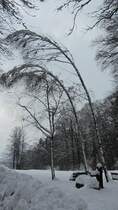 Diese 2 Birken im Brixlegger Matzen Park neigen sich aufgrund der schweren Schneelast. Aufgenommen am 16.2.2012.