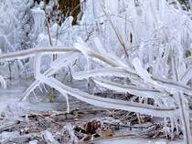 Eis�berzogenes Ge�st;120204