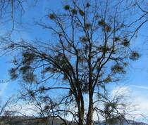 In diesem Ahornbaum wachsen viele Misteln. Bei Brixlegg, am 24.2.2012.