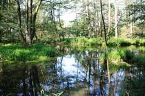 August 2011
Wasserburger Spree bei Krausnick
Alte Badestelle im Unterspreewald