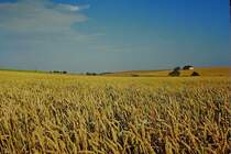 Bornholm, Weizenfelder im Aug.1985, Scan vom Dia, Feb.2011