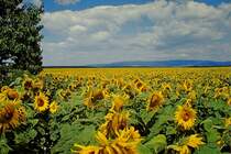 Ungarn, Sonnenblumenfelder im Aug.1986, Scan vom Dia, Feb.2011