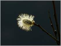 Weidenk�tzchen im Gegenlicht. 27.03.2012 (Jeanny)