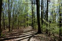 erstes Fr�hlingserwachen auf dem Weg zum h�chsten Kaiserstuhlberg, dem 557m hohen Totenkopf, am 02.04.2012