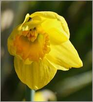 Eine Narzisse �ffnet sich.
(21.03.2012)