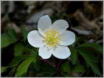 Buschwindr�schen (Anemone nemorosa). 03.04.2012 (Jeanny)