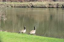 Flu�idylle an der Meuse; 24.03.2012