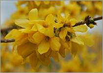 Forsythienbl�ten nach dem Regen.
(05.04.2012)