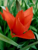 Eine sch�ne Rote Tulpe im Garten. Foto 10.04.2012