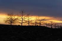 Sonnenuntergang am Ortsausgang von Bischwind a.R., aufgenommen am 17.03.2012