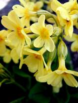 Himmelschl�ssel. Foto am 10.04.2012