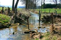 Die noch junge Meuse durchflie�t im Oberlauf einige Weidefl�chen. Hier dient ihr Wasser als kaum versiegene Viehtr�nke; 25.03.2012