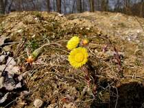 Huflattich(Tussilago farfara),bringt ein bi�chen Farbe in die noch ziemlich karge Fr�hlingslandschaft;120324