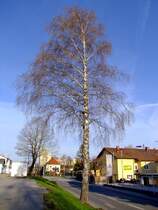 Birke(lat.Betula) ist mit �BB_17625 gekennzeichnet; 120409