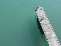 Entspannung - f�r M�wen und Augen. In Brighton Marina, 17.4.2012