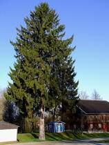 Fichte mit herabh�ngenden Zapfen; 120401