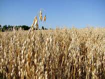 Hafer(Avena sativa) ist bereit f�r die Ernte;100810