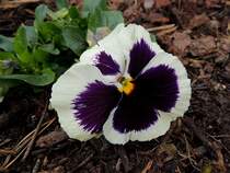 Stiefm�tterchen mit zweif�rbiger Bl�te;120422