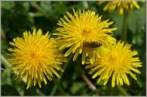 L�wenzahn
(23.04.2012)