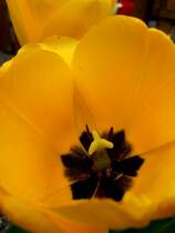 Eine sch�ne Gelbe Tulpe. Bild am 27.04.2012 