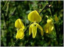 Ginsterbl�ten. 29.04.2012 (Hans)