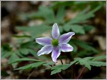 Buschwindr�schen. 29.04.2012 (Jeanny)