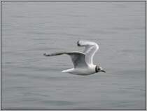 Der Flug einer M�we �ber dem Vierwaldst�tter See, von einem Schiff aus aufgenommen. (Juli 2007)